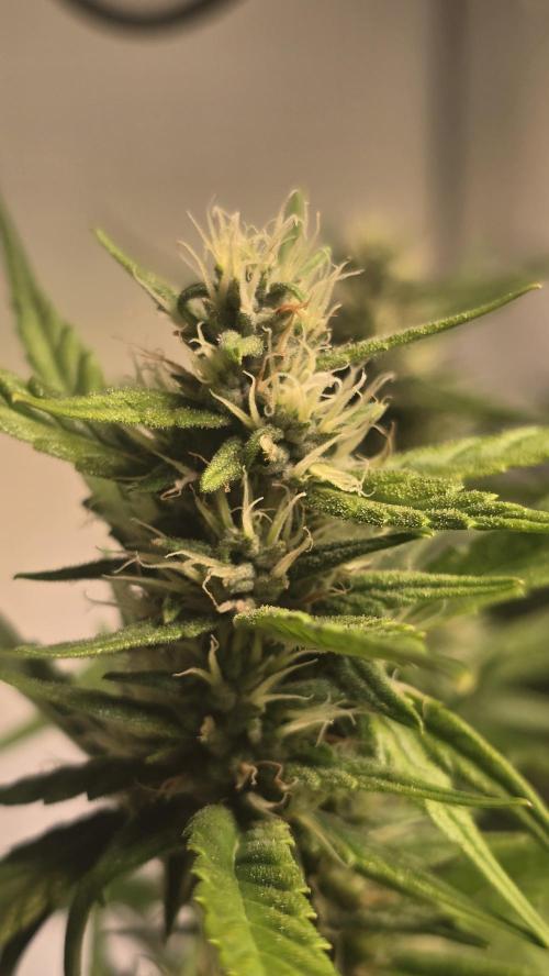 Gorilla Cookies Auto phenohunt #4. Week 10