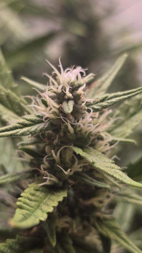 Gorilla Cookies Auto phenohunt #4. Week 10