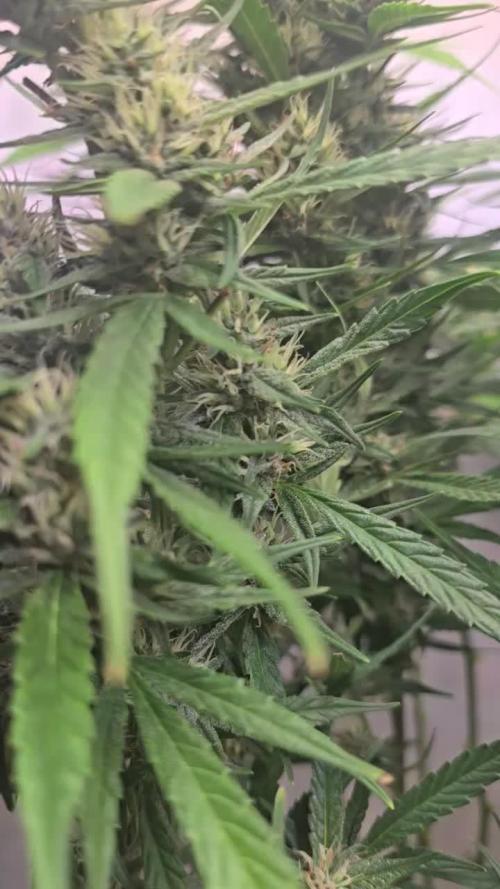 Gorilla Cookies Auto phenohunt #4