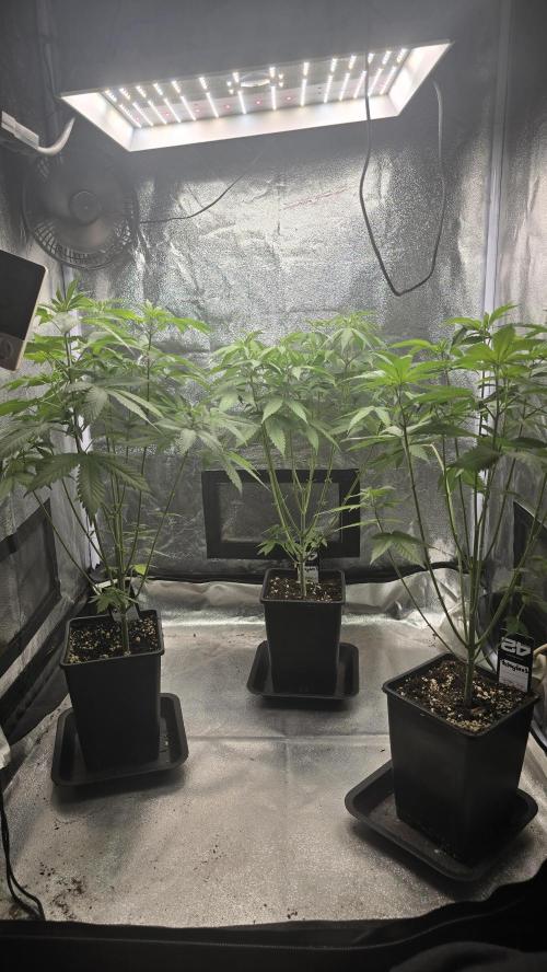 Papayton phenohunt. Week 8