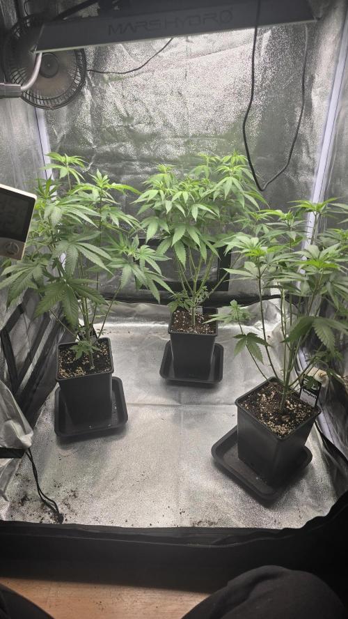 Papayton phenohunt. Week 8