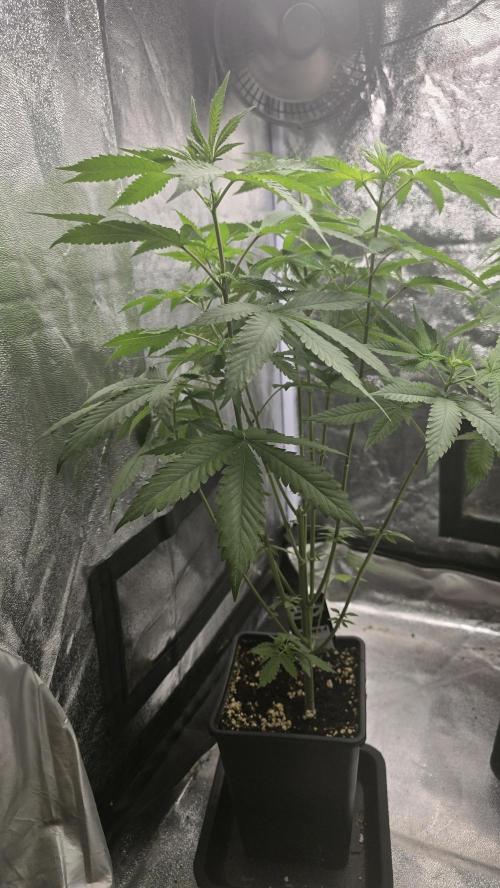 Papayton phenohunt. Week 8