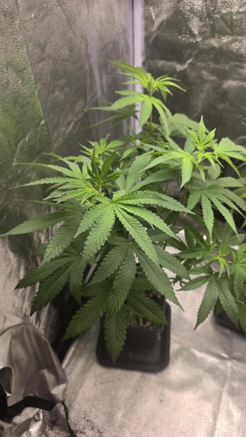 Papayton phenohunt. Week 8