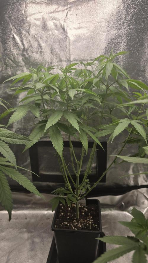 Papayton phenohunt. Week 8