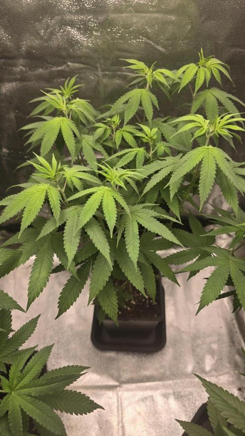 Papayton phenohunt. Week 8