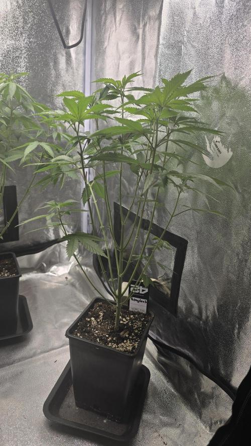 Papayton phenohunt. Week 8
