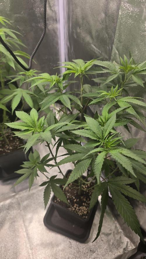 Papayton phenohunt. Week 8