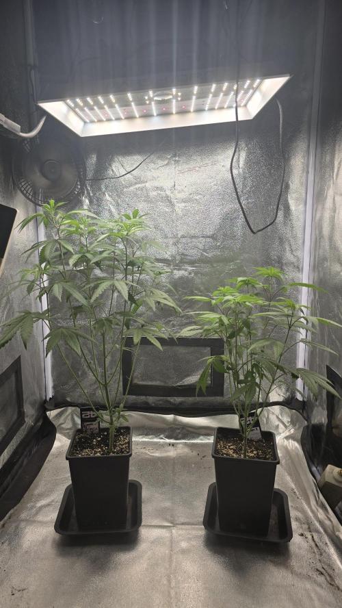 Biscotti Gelato phenohunt. Week 8