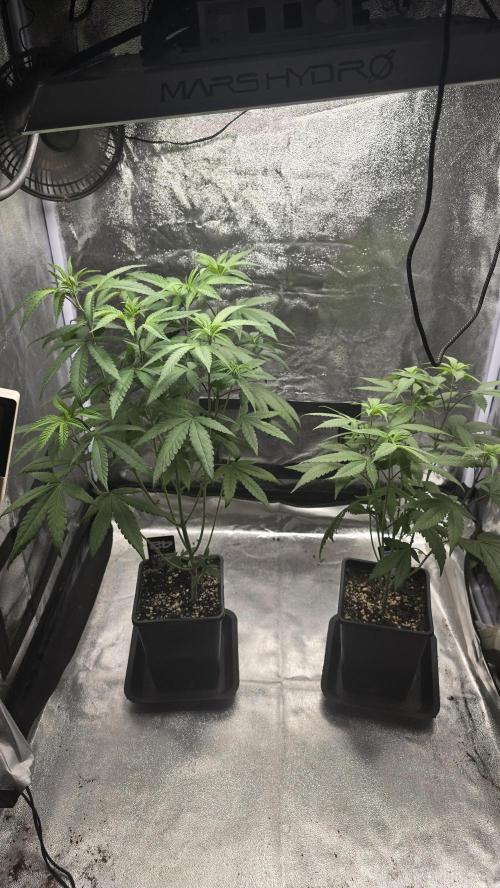 Biscotti Gelato phenohunt. Week 8