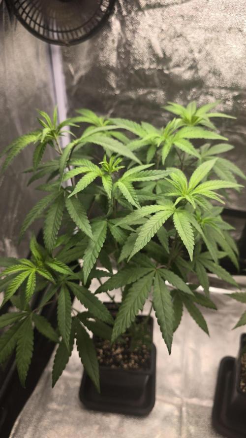 Biscotti Gelato phenohunt. Week 8