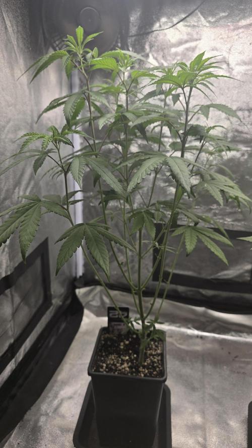 Biscotti Gelato phenohunt. Week 8