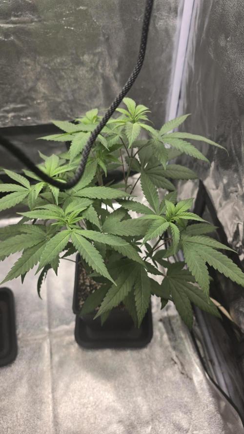 Biscotti Gelato phenohunt. Week 8