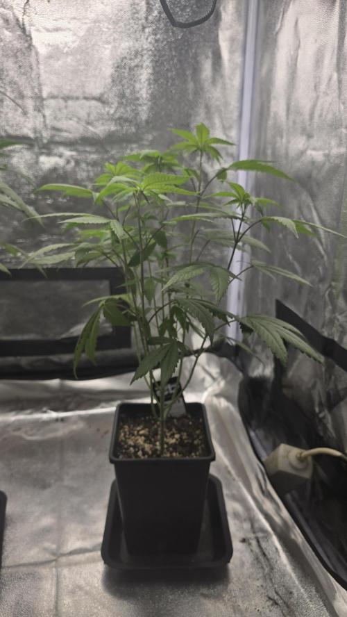 Biscotti Gelato. Week 8