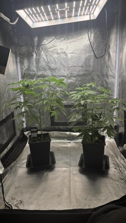 Z42 phenohunt. Week 8