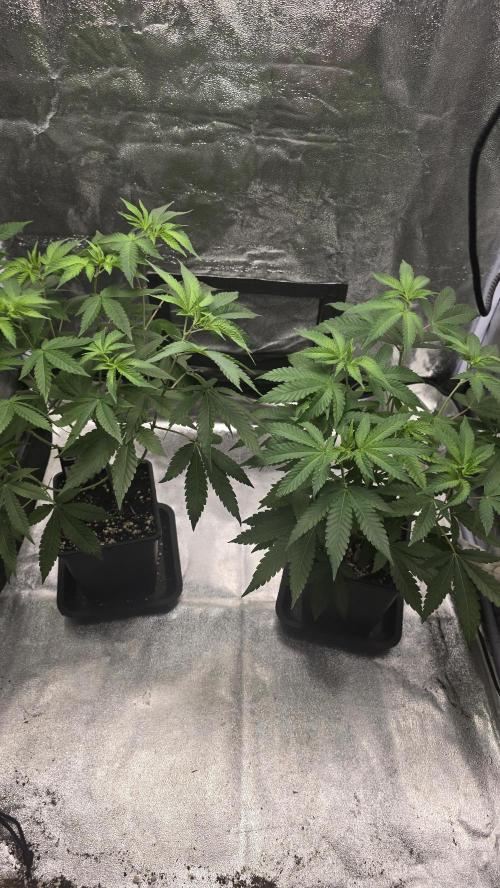 Z42 phenohunt. Week 8
