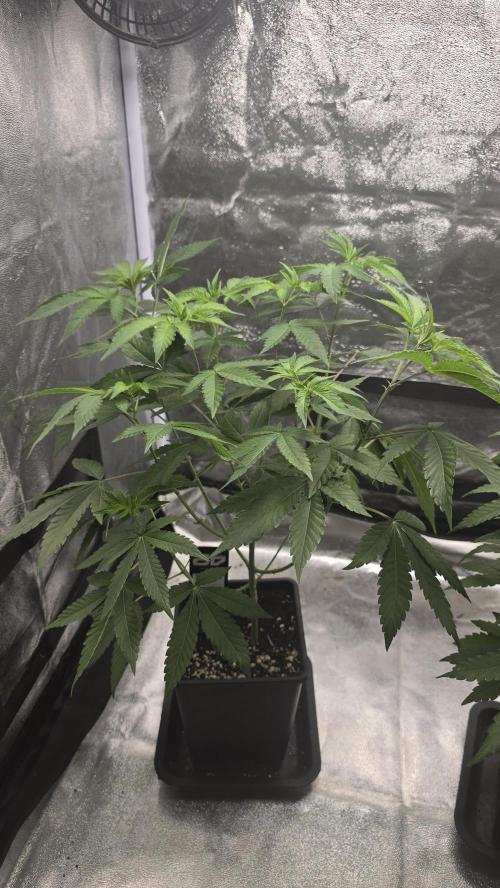 Z42 phenohunt. Week 8