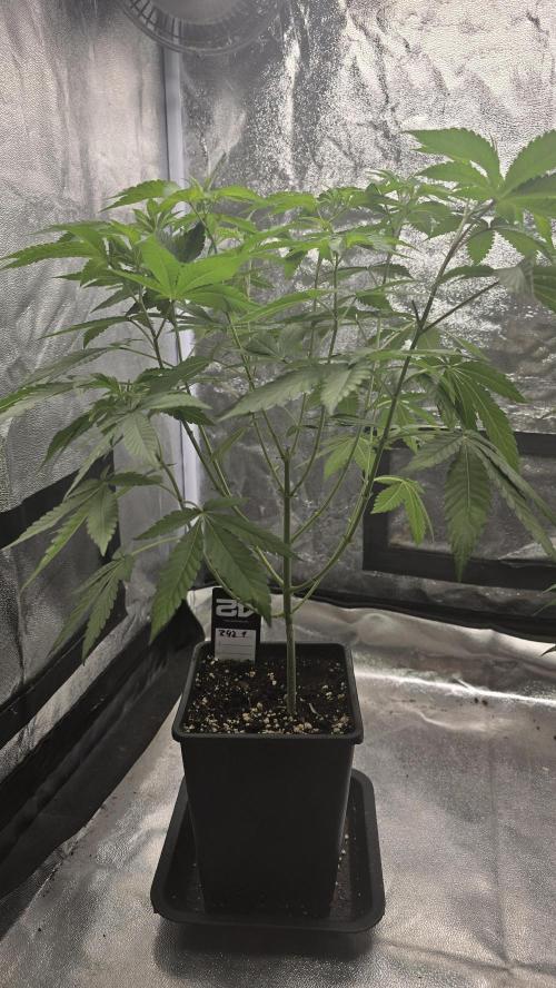 Z42 phenohunt. Week 8