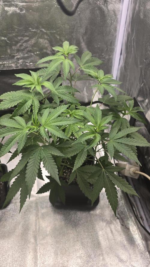 Z42 phenohunt. Week 8