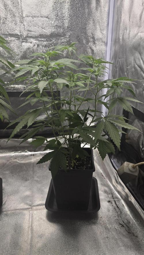 Z42. Week 8