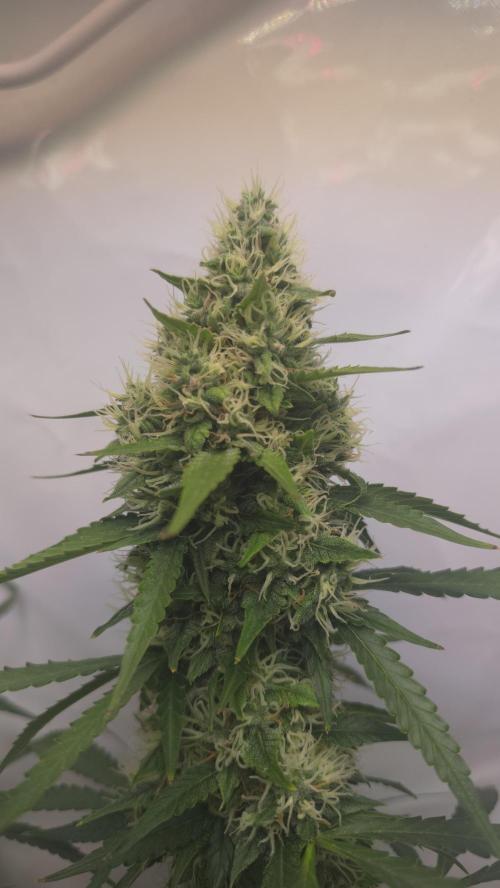 Gorilla Cookies Auto phenohunt #1. Week 11