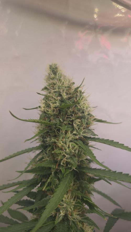 Gorilla Cookies Auto phenohunt #1. Week 11
