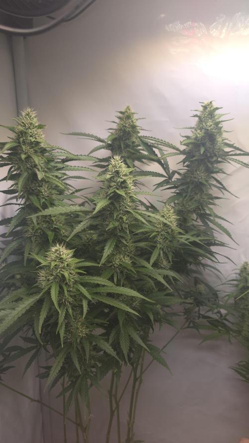 Gorilla Cookies Auto phenohunt #1. Week 11