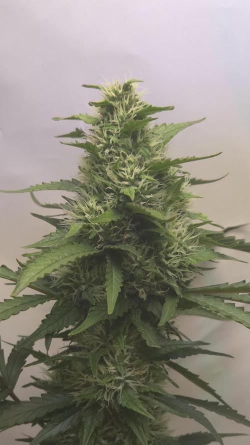 Gorilla Cookies Auto phenohunt #1. Week 11