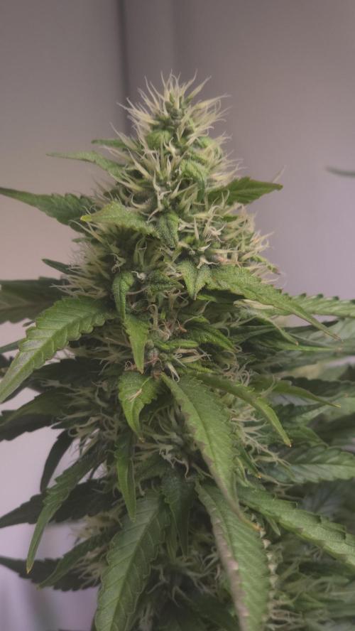 Gorilla Cookies Auto phenohunt #1. Week 11