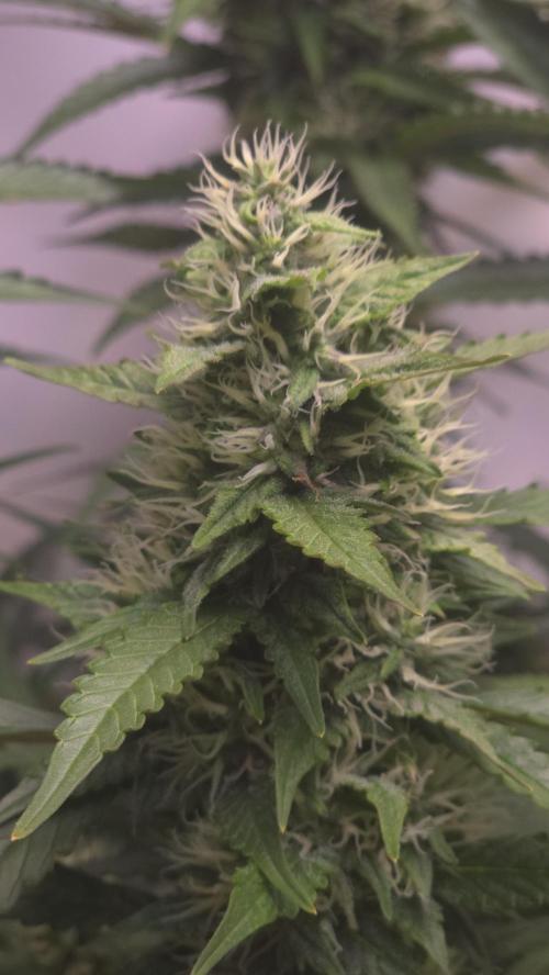 Gorilla Cookies Auto phenohunt #1. Week 11