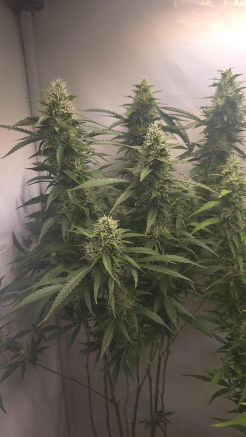 Gorilla Cookies Auto phenohunt #1. Week 11