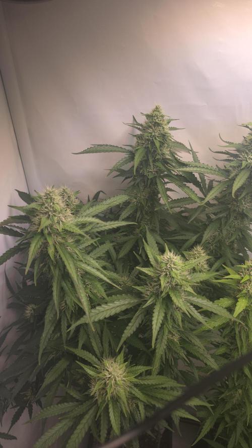 Gorilla Cookies Auto phenohunt #1. Week 11