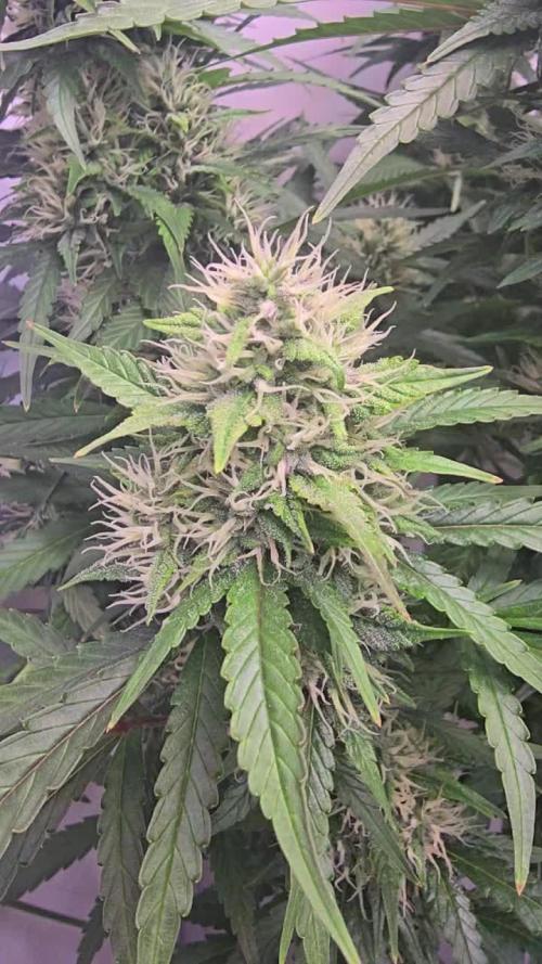 Gorilla Cookies Auto phenohunt #1