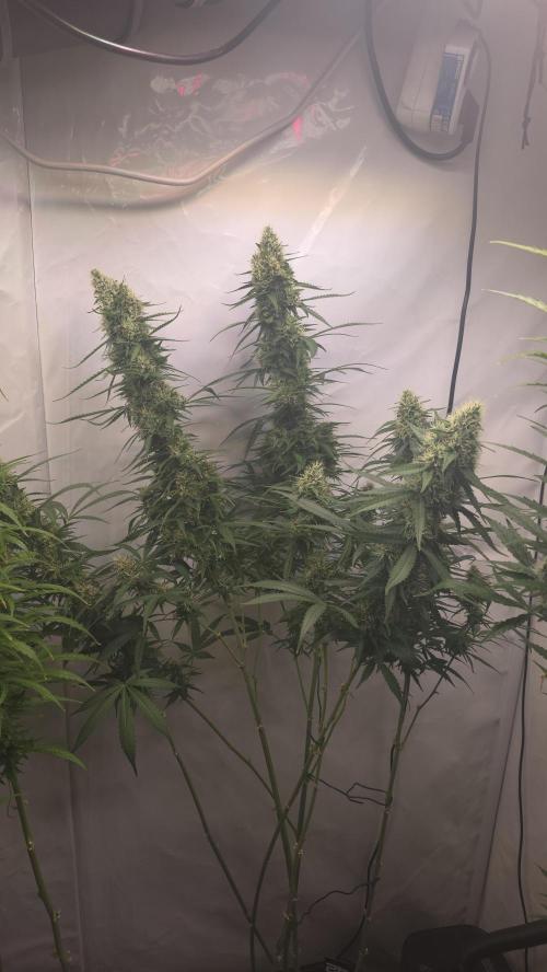 Gorilla Cookies Auto phenohunt #2. Week 11