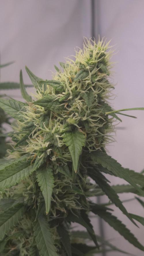Gorilla Cookies Auto phenohunt #2. Week 11