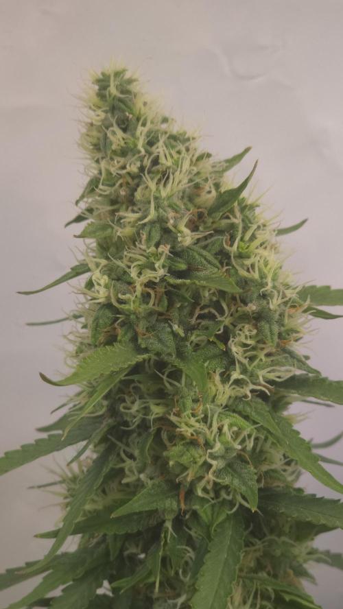 Gorilla Cookies Auto phenohunt #2. Week 11