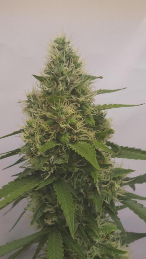 Gorilla Cookies Auto phenohunt #2. Week 11