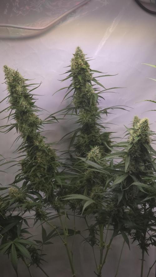 Gorilla Cookies Auto phenohunt #2. Week 11