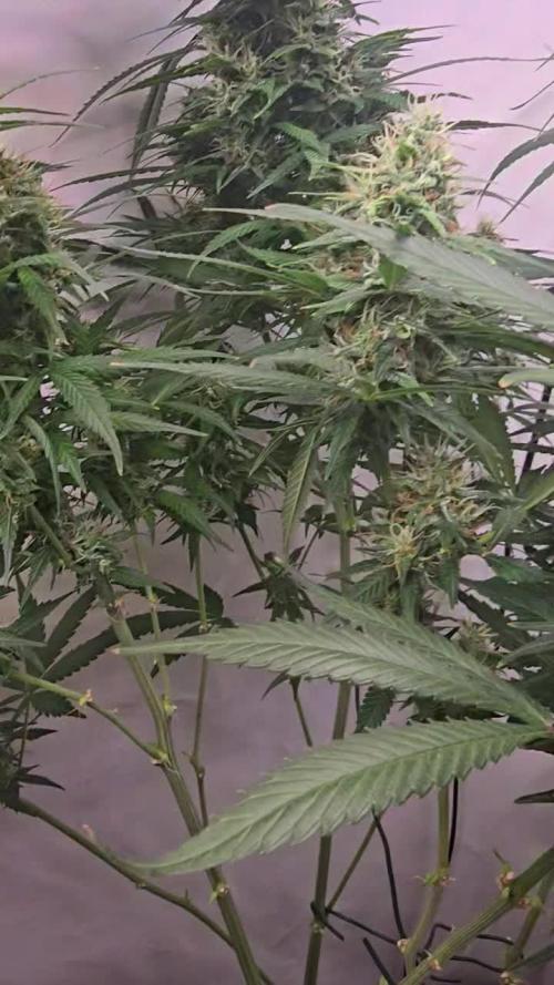 Gorilla Cookies Auto phenohunt #2