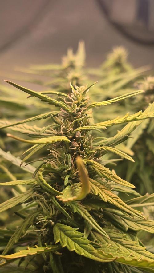Gorilla Cookies Auto phenohunt #3. Week 11