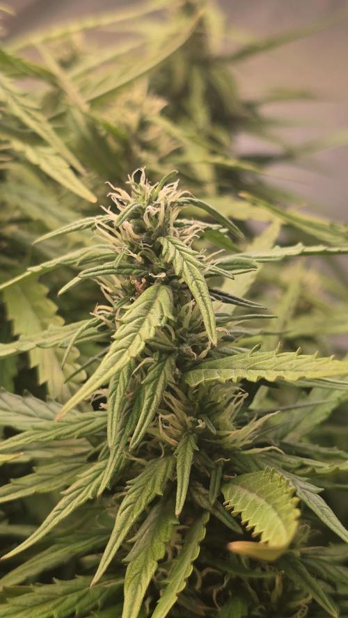 Gorilla Cookies Auto phenohunt #3. Week 11