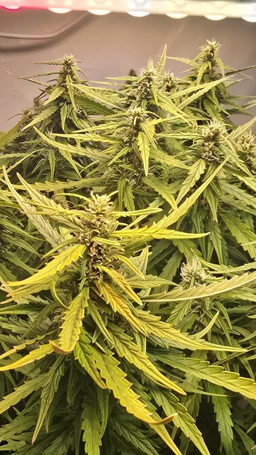 Gorilla Cookies Auto phenohunt #3. Week 11