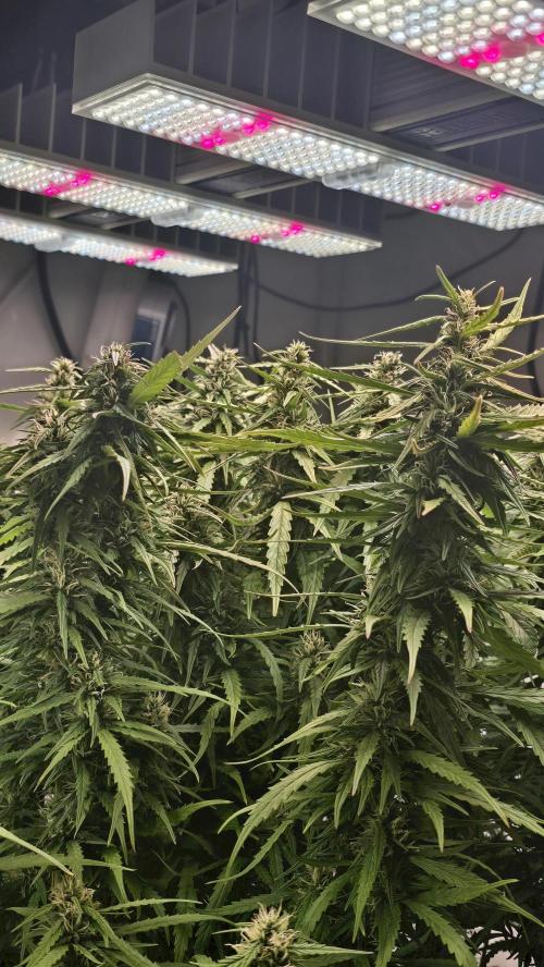 Gorilla Cookies Auto phenohunt #3. Week 11