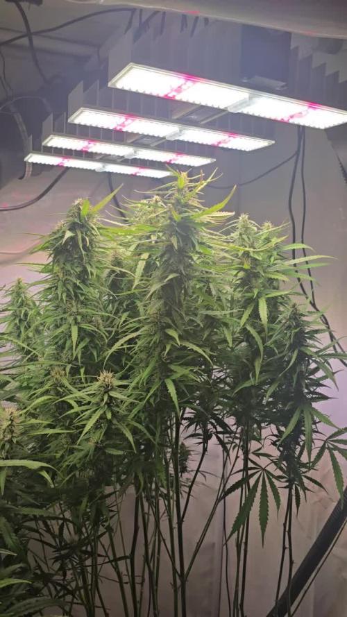 Gorilla Cookies Auto phenohunt #3