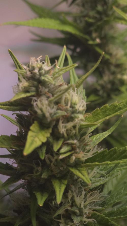 Gorilla Cookies Auto phenohunt #4. Week 11