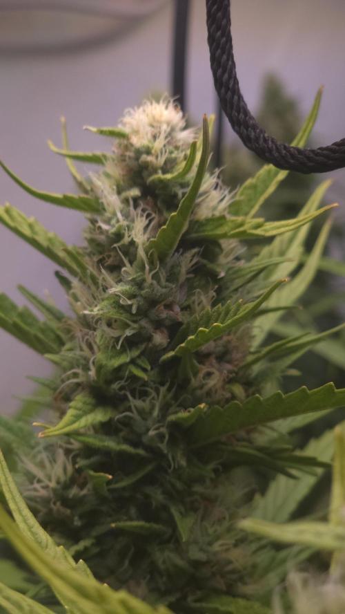 Gorilla Cookies Auto phenohunt #4. Week 11