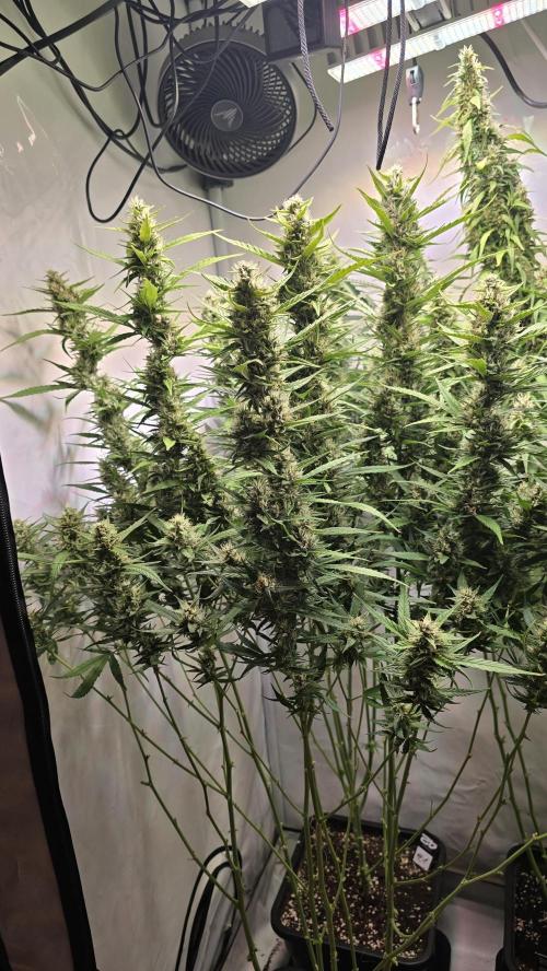 Gorilla Cookies Auto phenohunt #4. Week 11