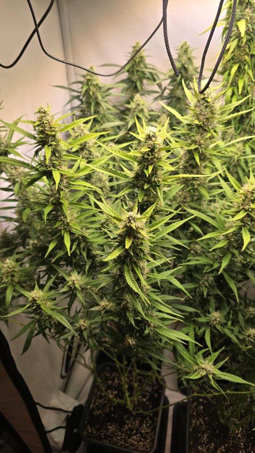 Gorilla Cookies Auto phenohunt #4. Week 11