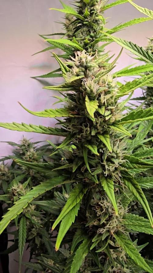 Gorilla Cookies Auto phenohunt #4