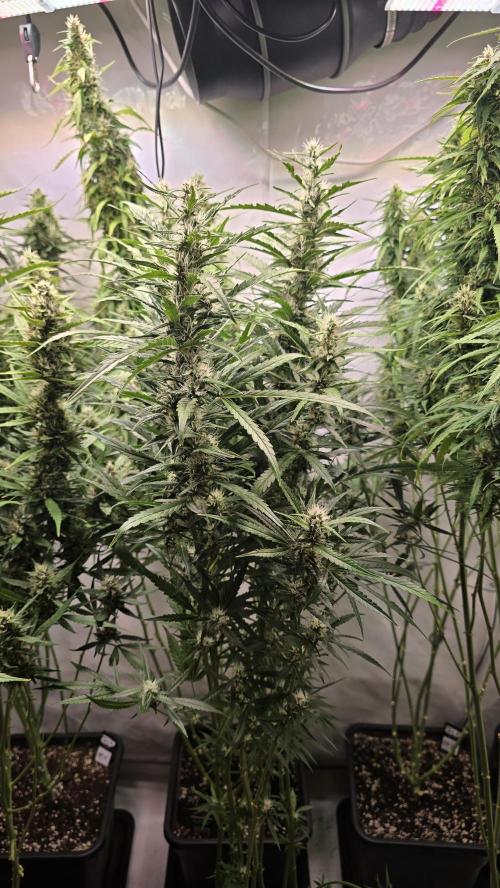 Gorilla Cookies Auto phenohunt #6. Week 11