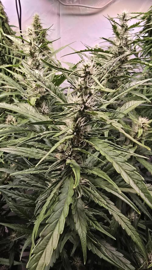 Gorilla Cookies Auto phenohunt #6. Week 11